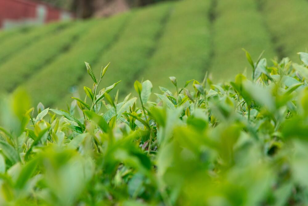 5 ingredientes de origen natural para una piel con granitos. - Sokobox