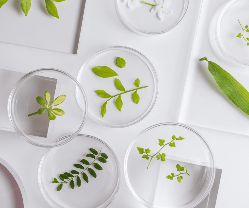 Ingredientes para cada tipo de piel - Sokobox