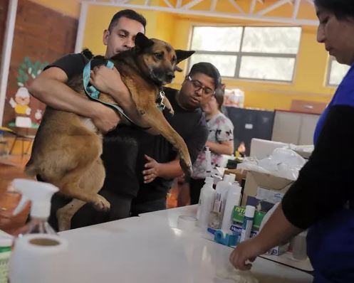 Pet Love: aprende a transportar a tus mascotas en emergencias - Sokobox