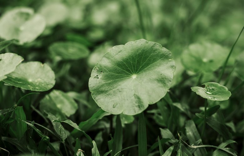 SKIN1004: ¿Por qué su Centella es la mejor? - Sokobox